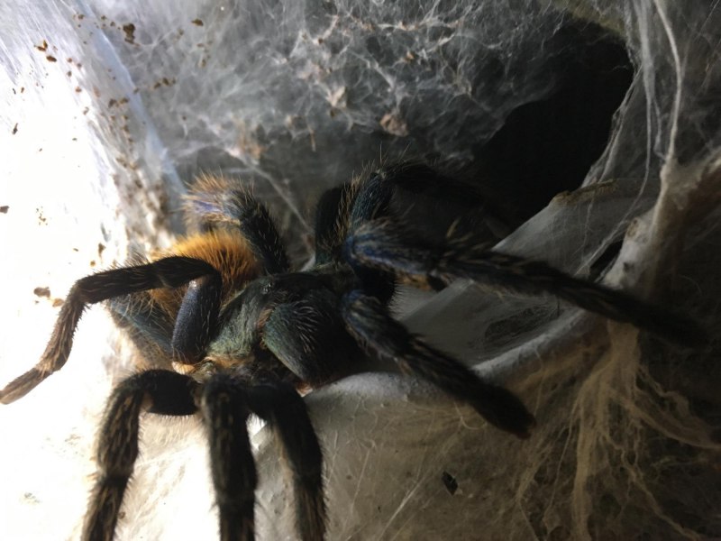 Ирминия размножение