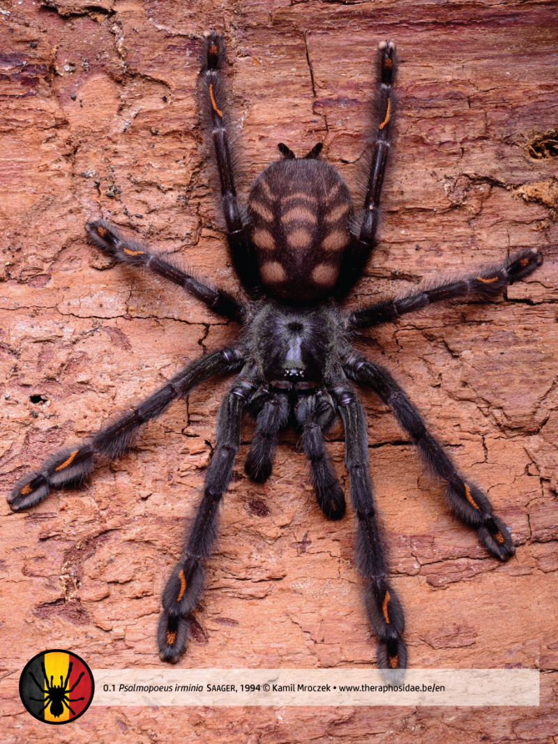 Psalmopoeus reduncus