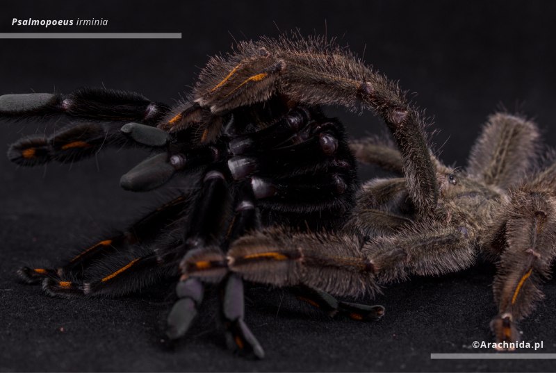 Psalmopoeus irminia l6