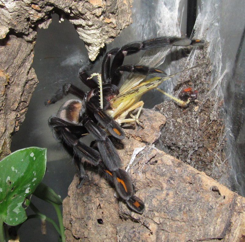 Птицеед Псалмопеус Кембридж