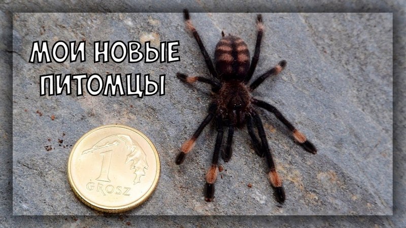 Psalmopoeus reduncus самец