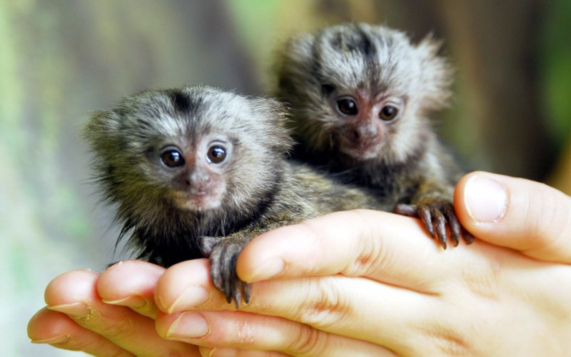 Мармозетка обезьянка игрунка
