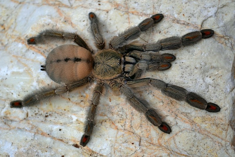 Псалмопеус Кембридж