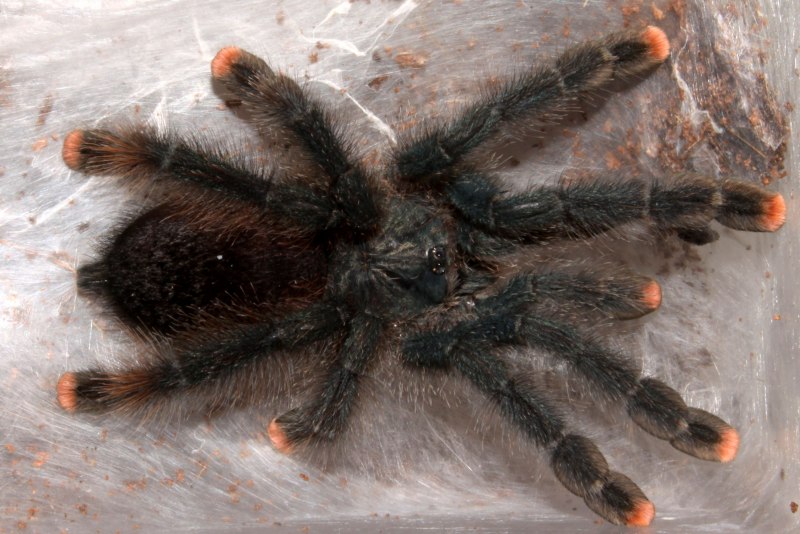 Паук-птицеед геникулята Acanthoscurria geniculata