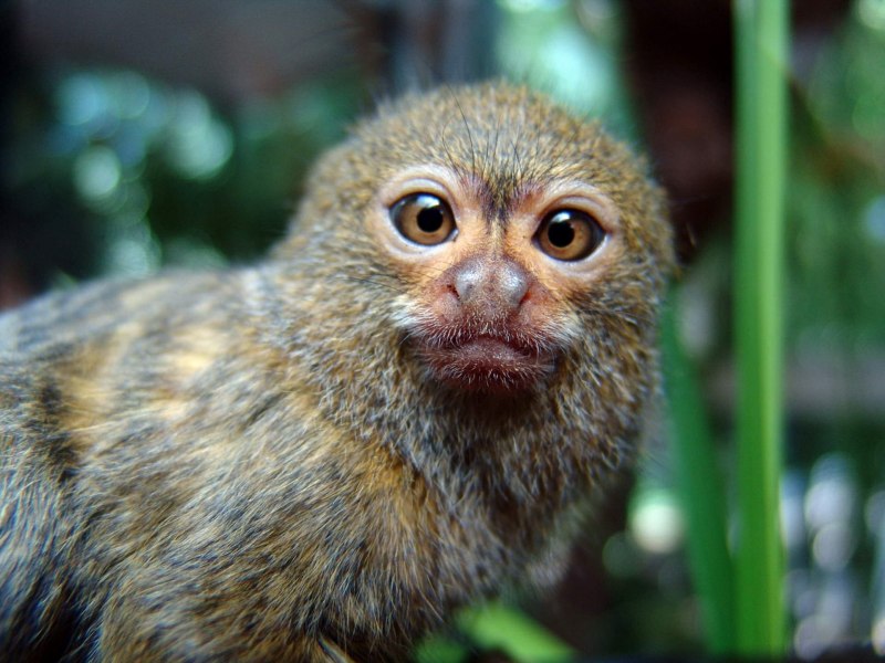 Мармозетка обезьянка