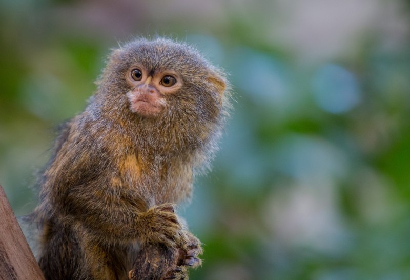 Обезьянка игрунка