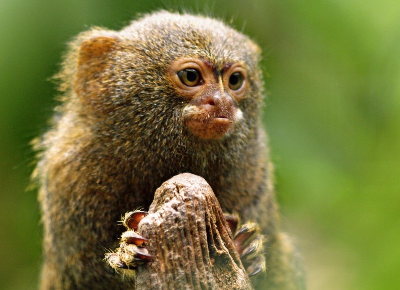 Карликовая мармозетка игрунка