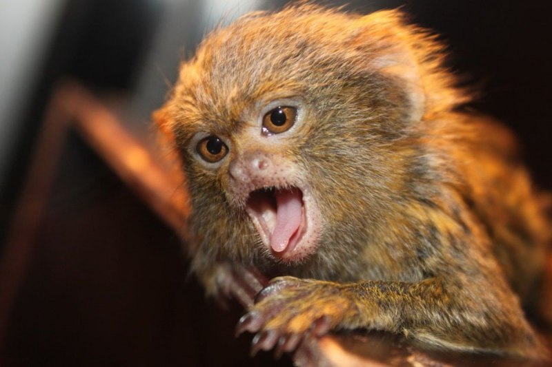 Карликовая игрунка