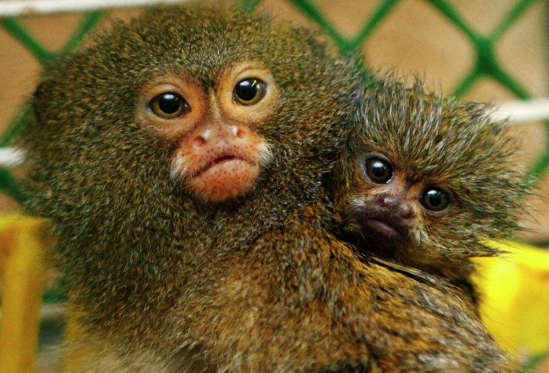 Карликовая зеленая мартышка