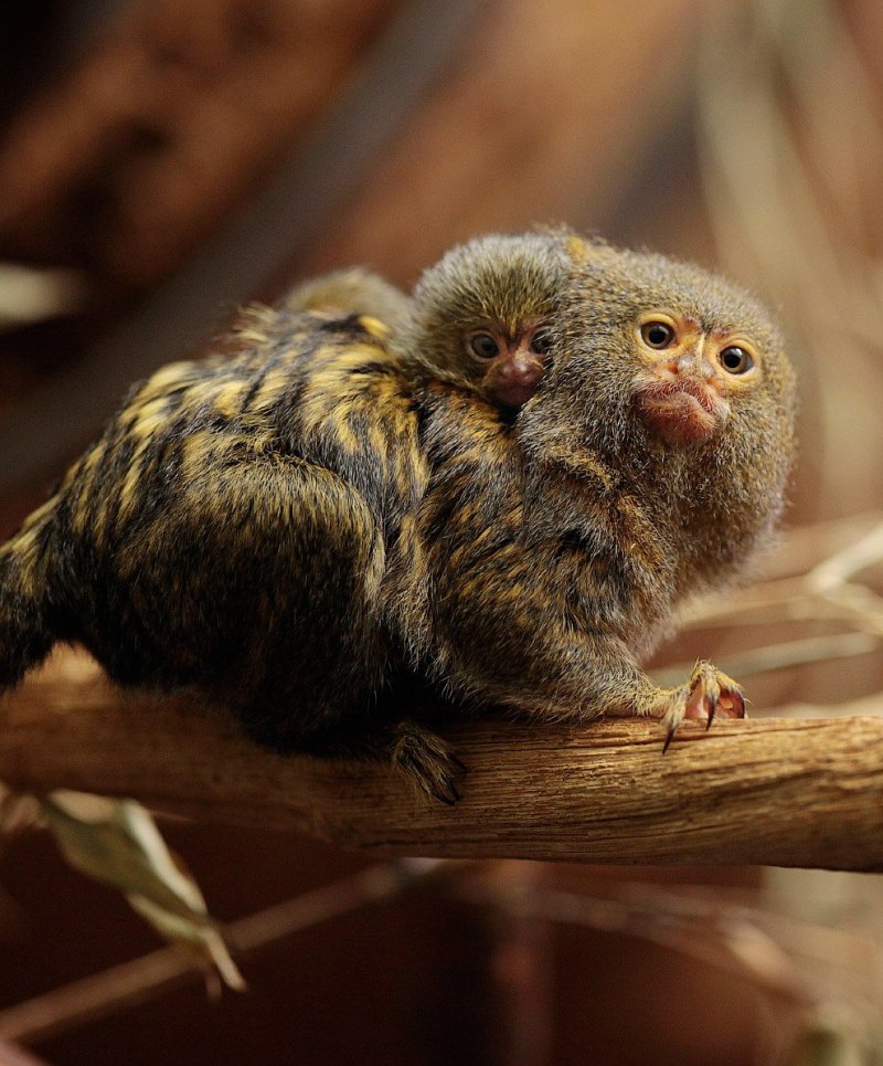 Карликовая игрунка