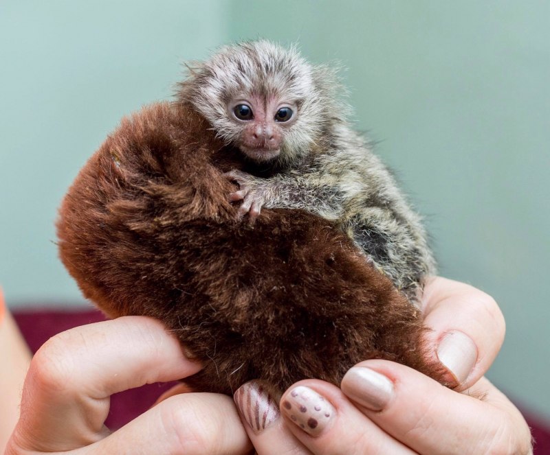 Мармозетка игрунка