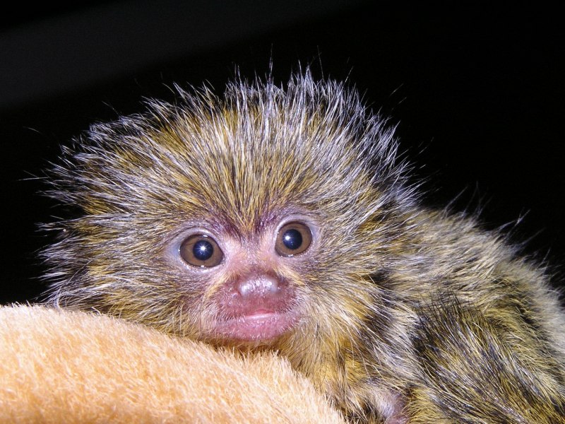 Мармозетка обезьянка