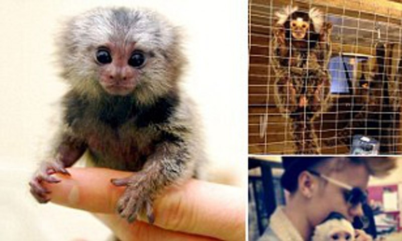 Пигмейский мармосет