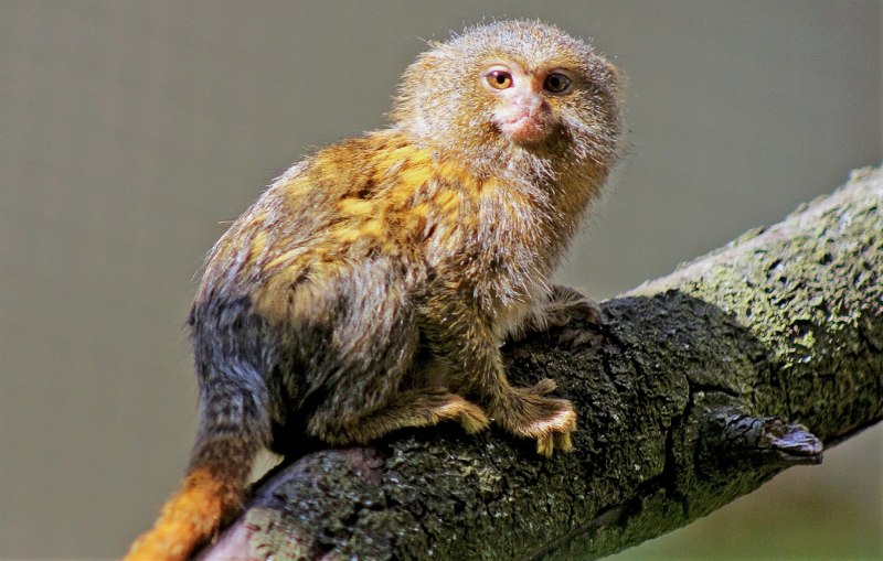 Карликовая обезьянка игрунка