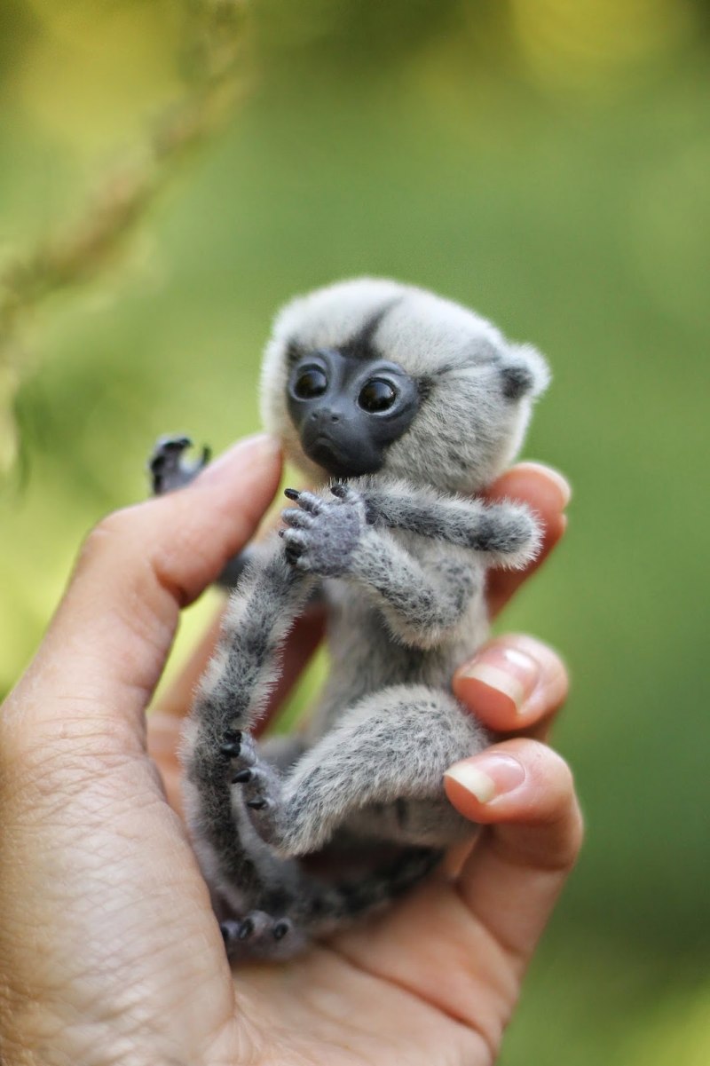 Черноухая мармозетка