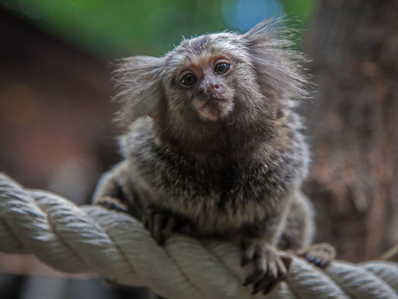 Мармозетка обезьянка