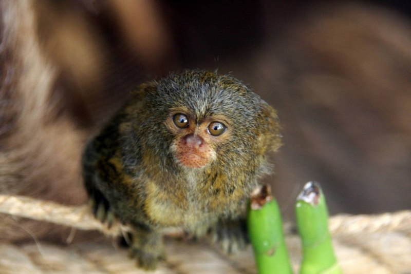 Карликовая обезьянка игрунка