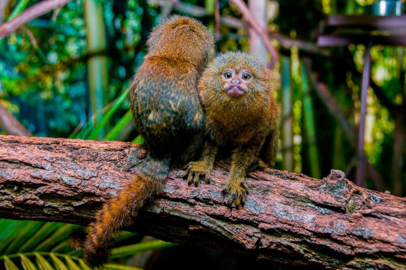 Самая маленькая обезьянка в мире мармозетка