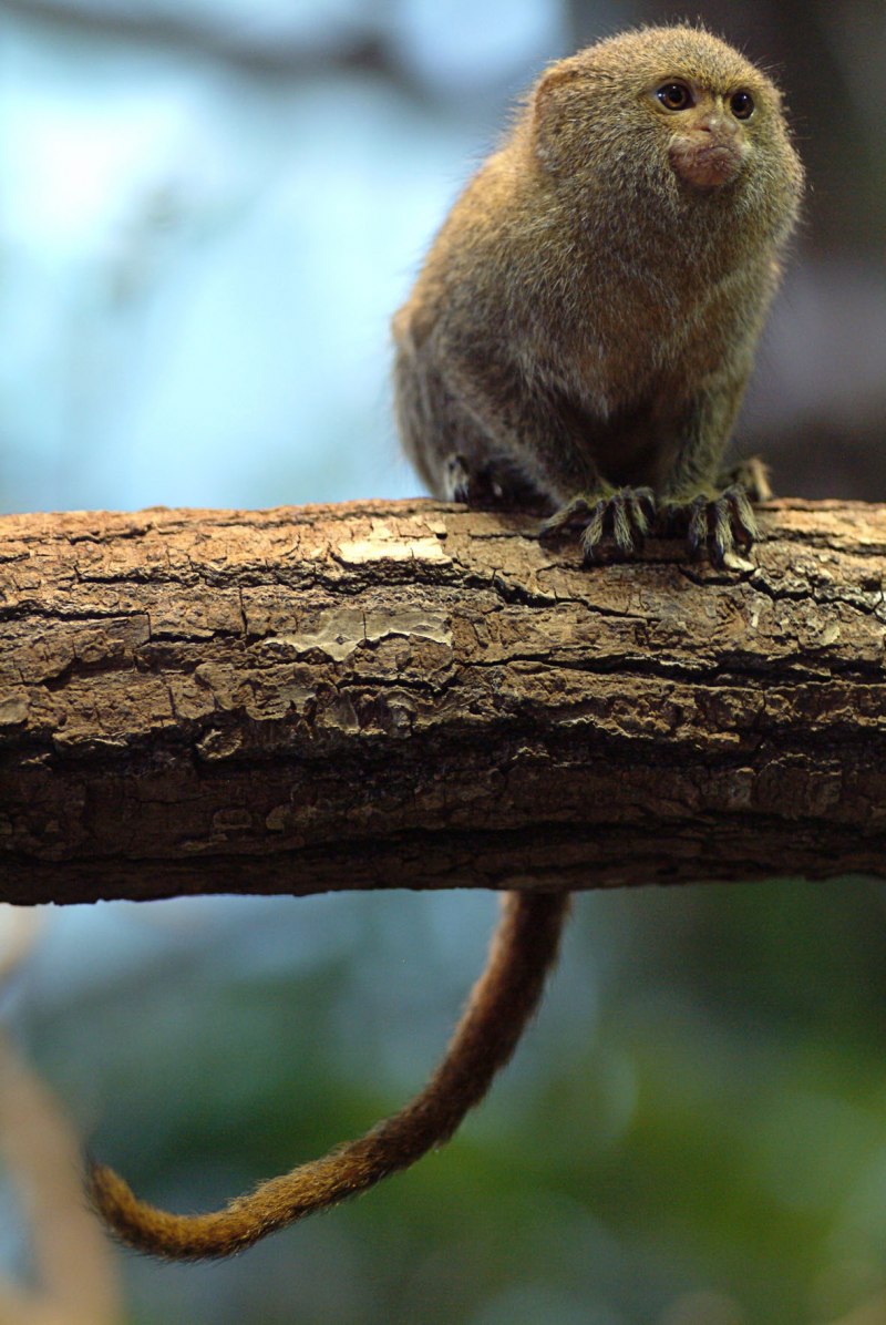 Карликовая игрунка Южной Америки