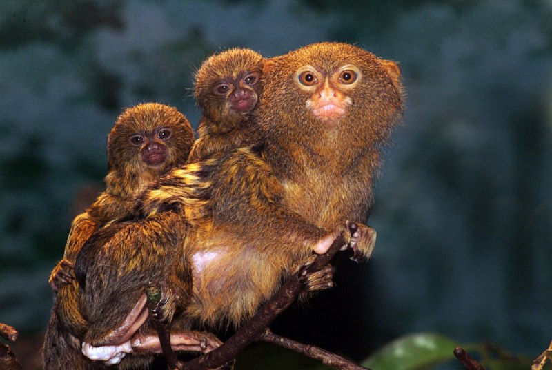 Мармозетка игрунка