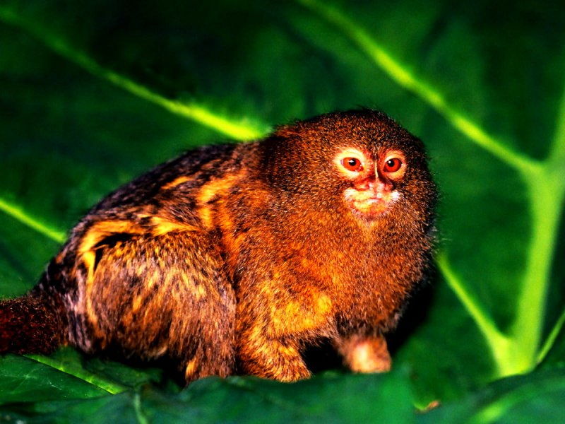 Карликовая игрунка