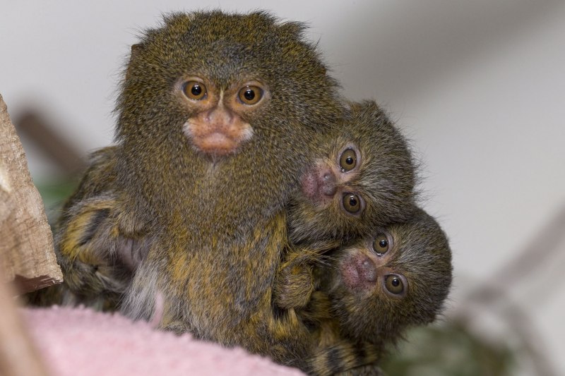 Карликовая обезьянка игрунка