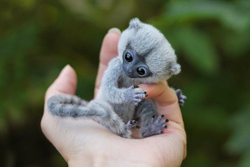 Мармозетка обезьянка