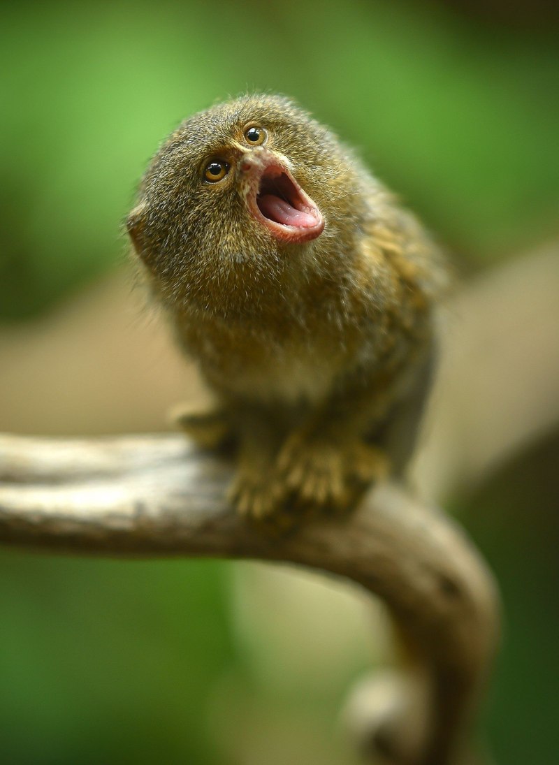 Карликовая игрунка