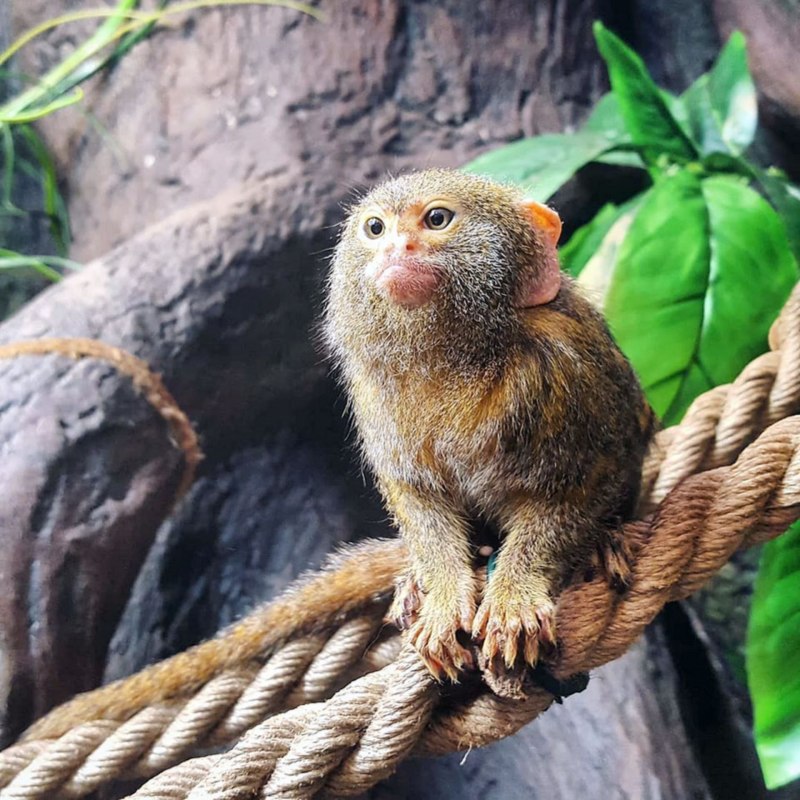 Серебристая мармозетка