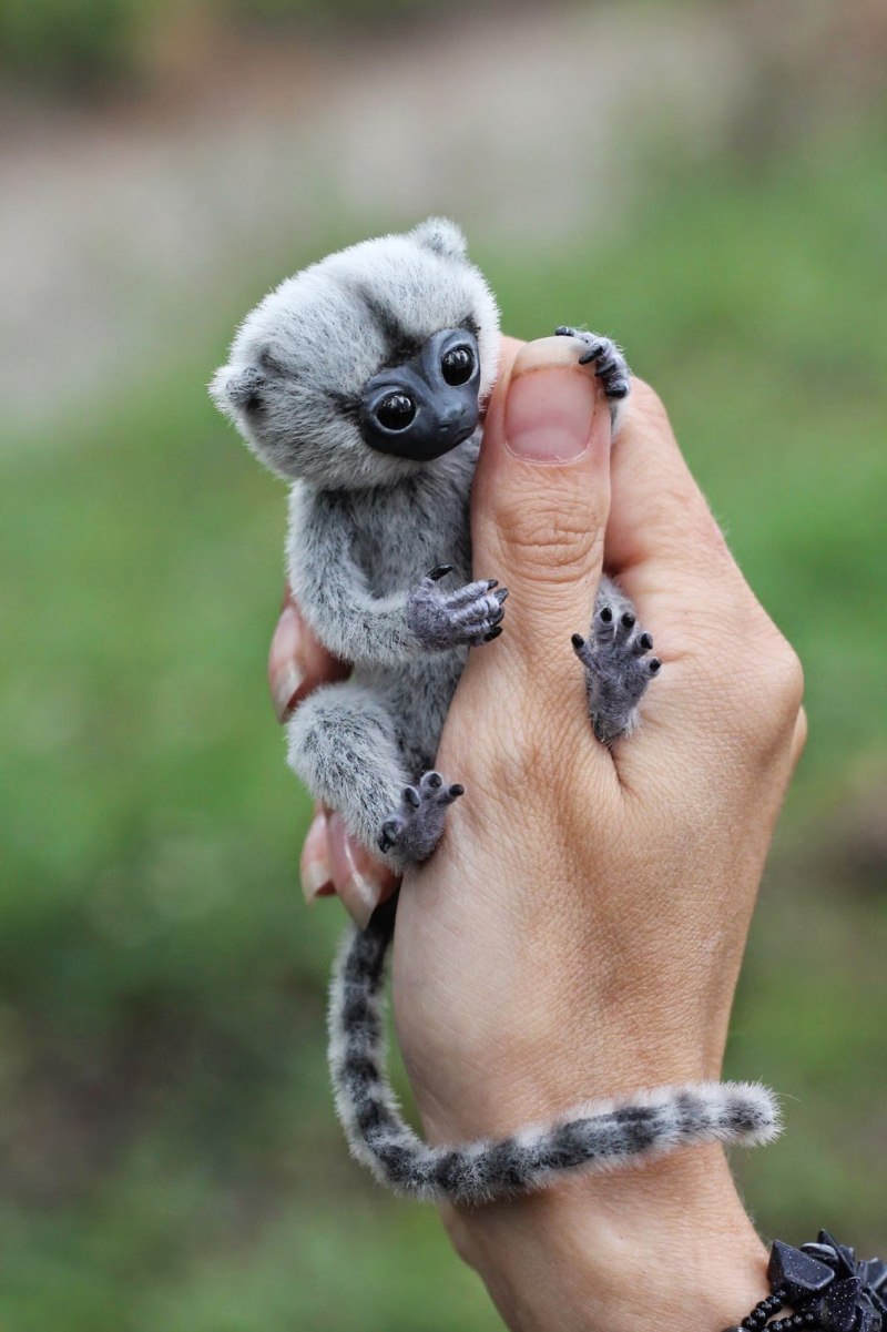 Мармозетка обезьянка