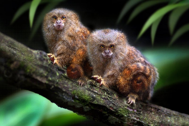 Мармозетка игрунка