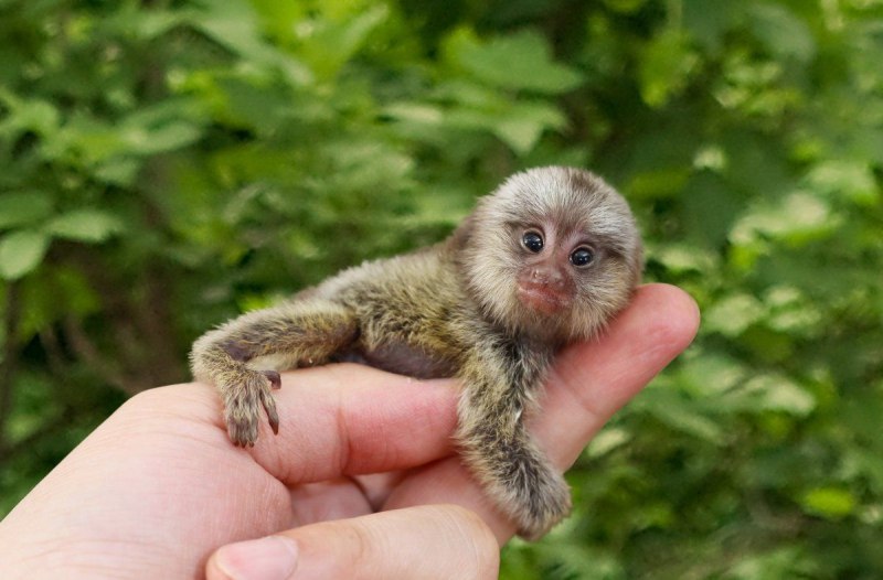 Карликовая обезьянка игрунка