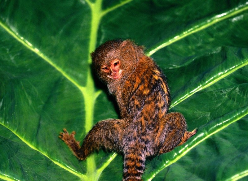 Мармозетка обезьянка