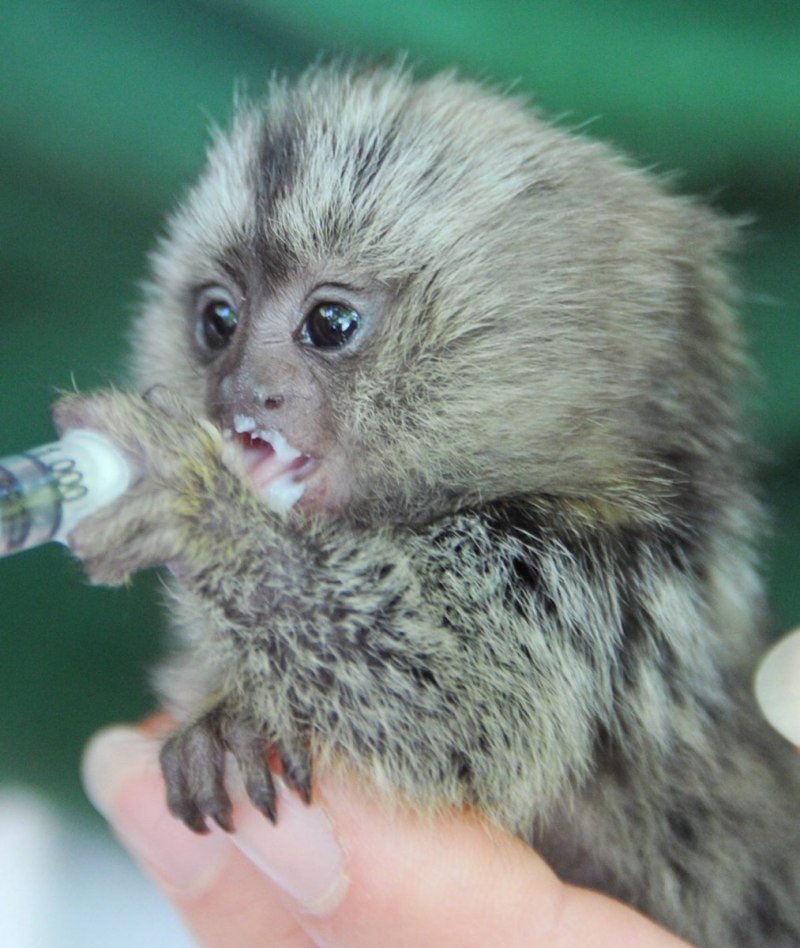 Карликовая игрунка