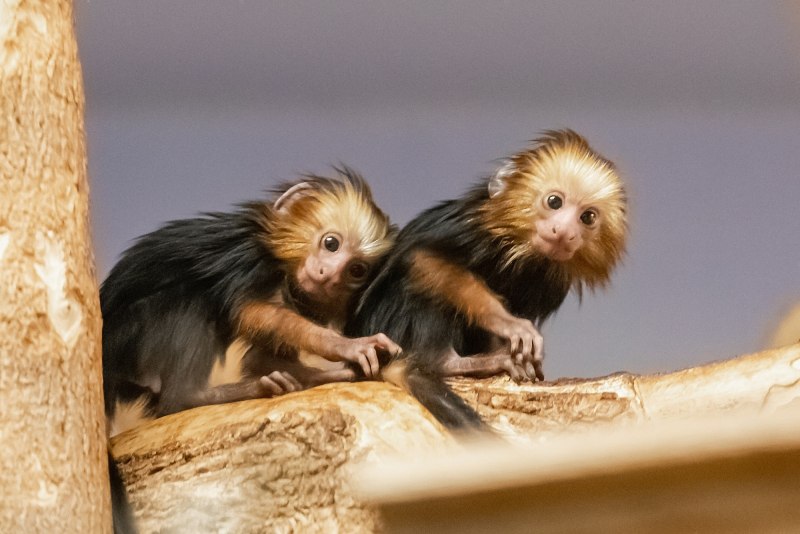 Мармозетка игрунка