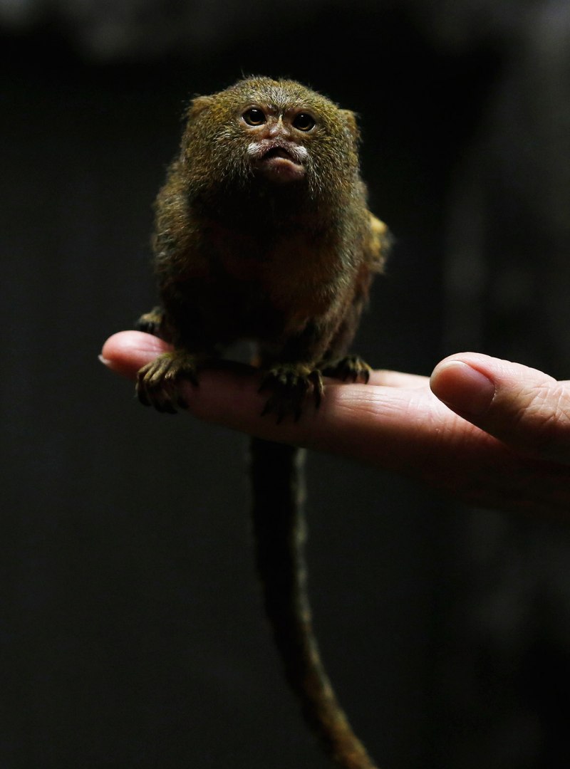 Игрунка зеленая