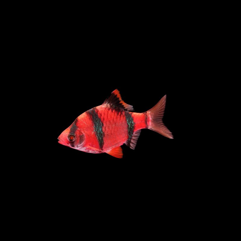 Барбус суматранский мшистый