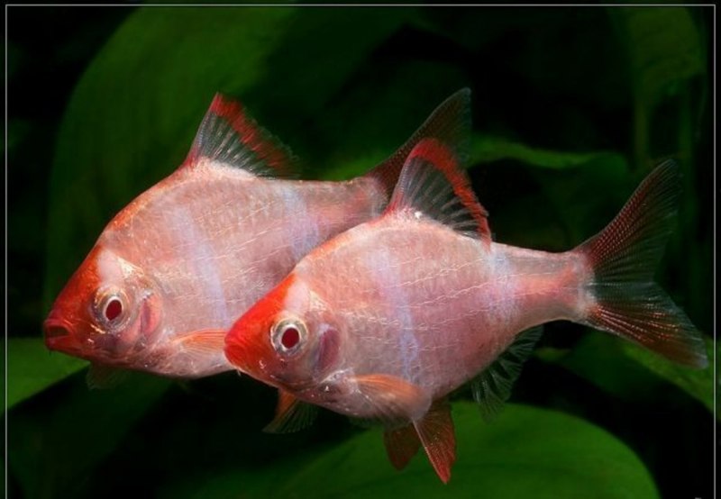 Барбус суматранский глофиш