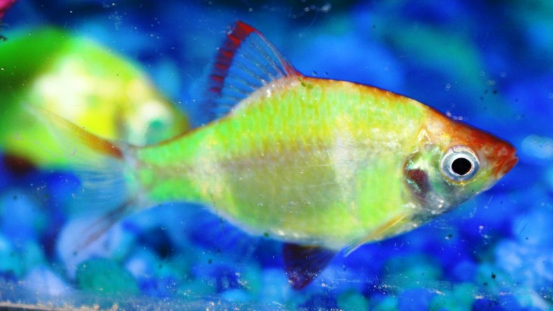 Барбус суматранский желтый