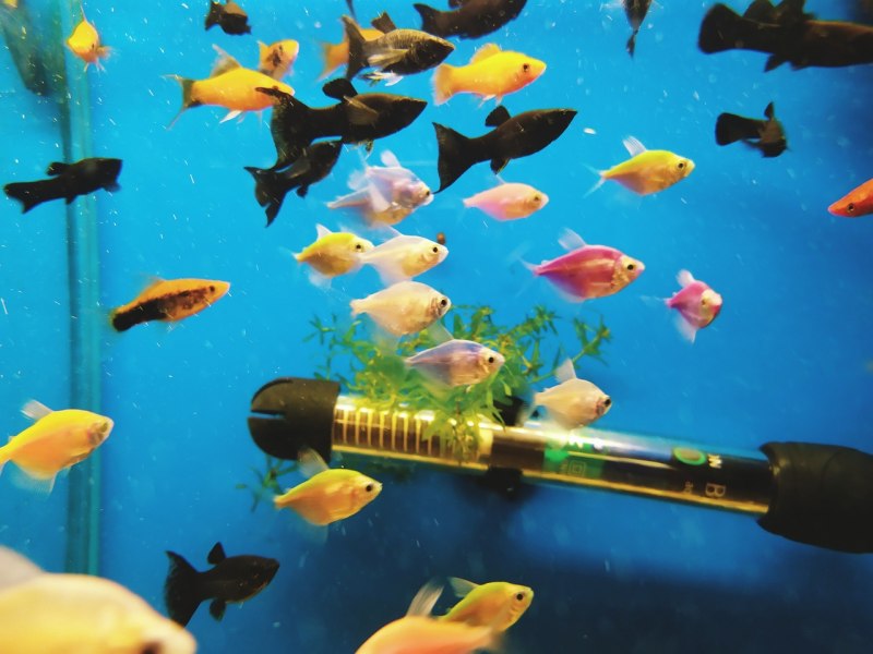 Лабео френатус Glo