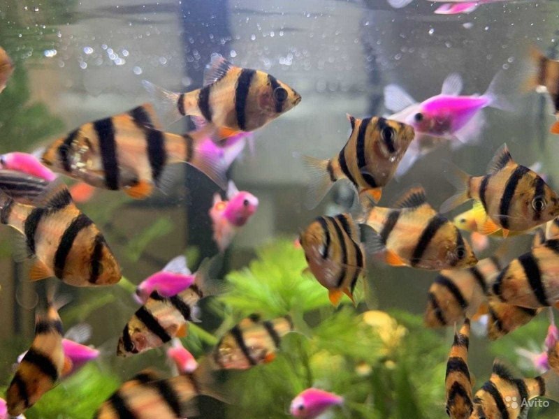 Аквариумные рыбки Тернеция глофиш