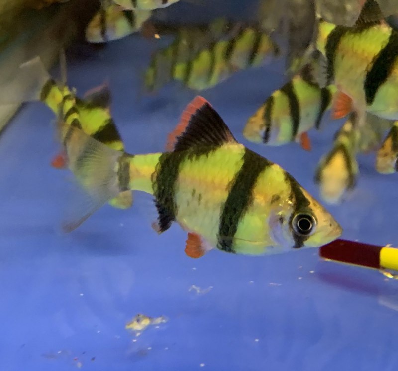 Барбус суматранский глофиш