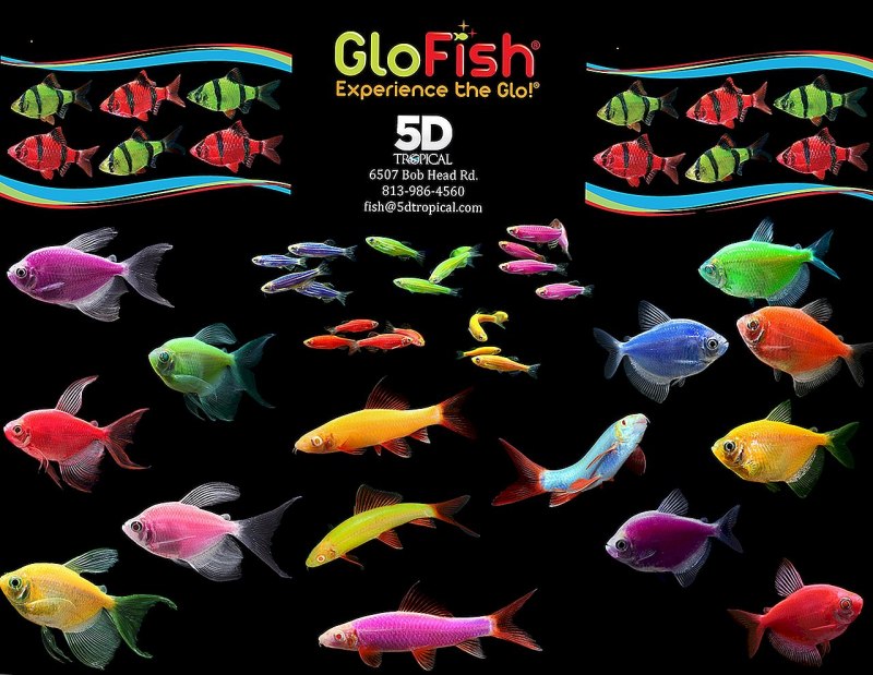 Глофиш под синей лампой