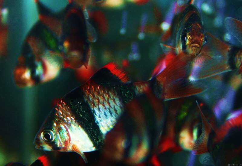 Барбусы разноцветные в аквариуме