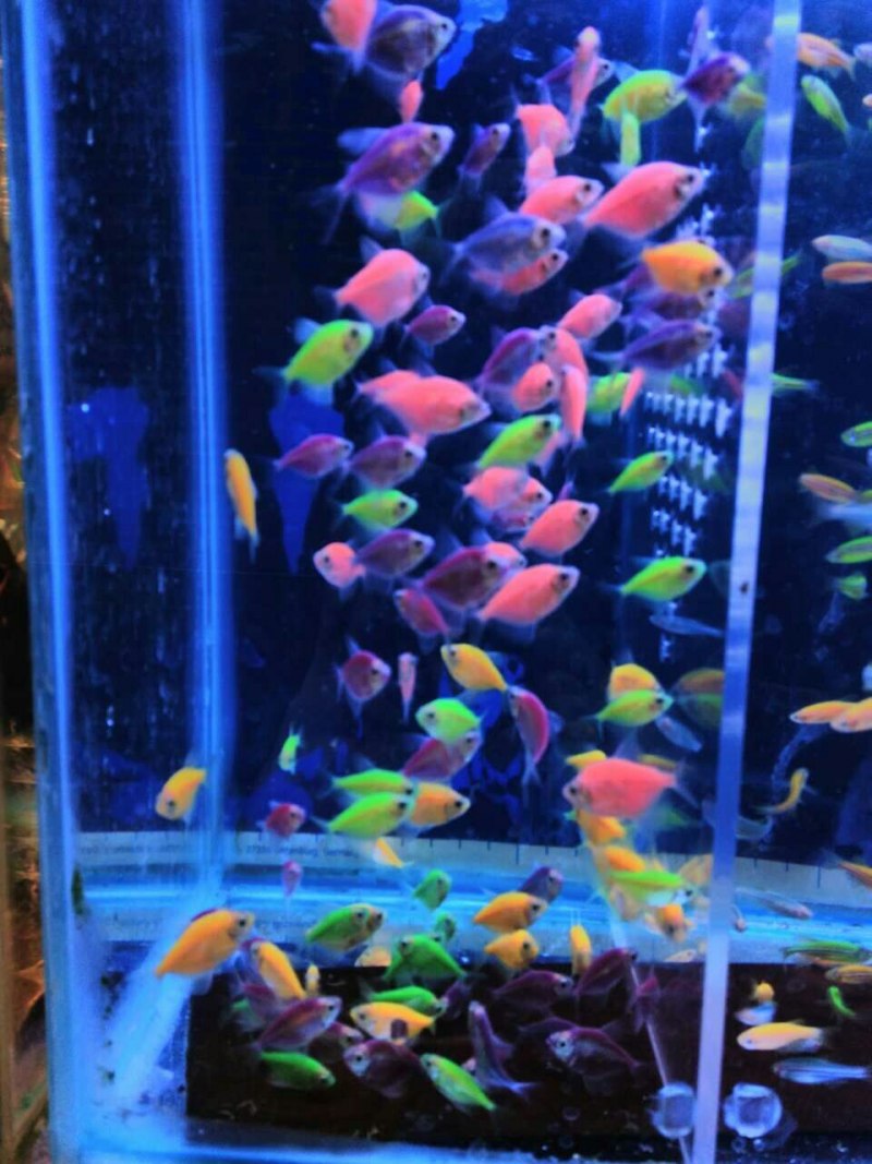 Рыбы Тернеция глофиш