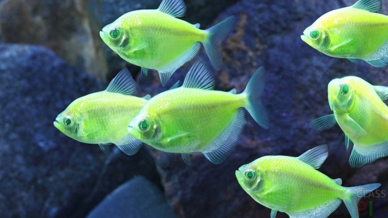 Рыбки Тернеция гло