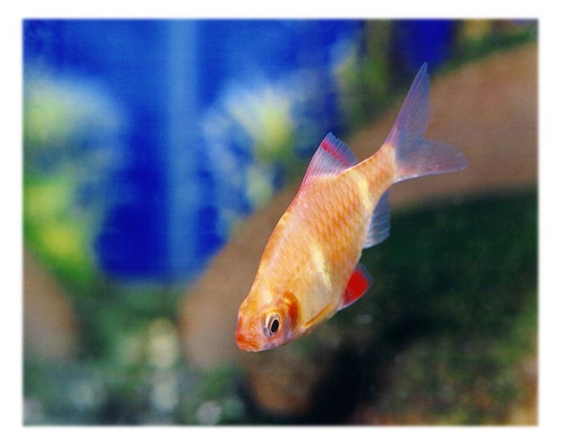 Барбус Куминга