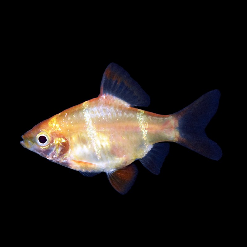 Барбус суматранский красный глофиш