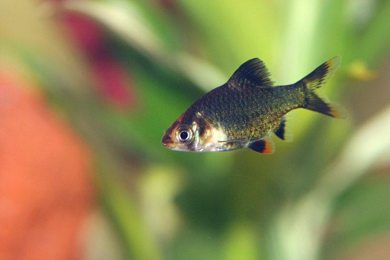 Барбус суматранский красный