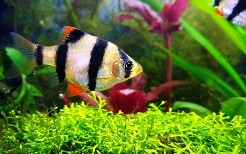 Аквариумные рыбки глофиш